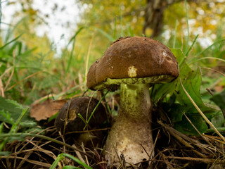 Wall Mural - Close up of two boletus in the natural environment. Fall time. Selective focus.