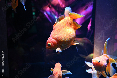 Fotomural 障子のある和風の水槽の中で泳ぐ日本の可愛い金魚達とライトアップ