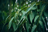 Fototapeta  - Eucalyptus leaves. branch eucalyptus tree nature background
