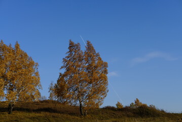 Wall Mural - autumn trees in the forest