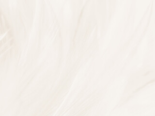 Wall Mural - Beautiful abstract gray feathers on white background and soft white feather texture on white pattern and brown background, white texture wallpaper, love theme, valentines day