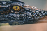 Fototapeta  - close up - crocodile or alligator eyes.