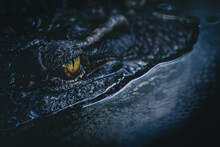 Close Up - Crocodile Or Alligator Eyes.
