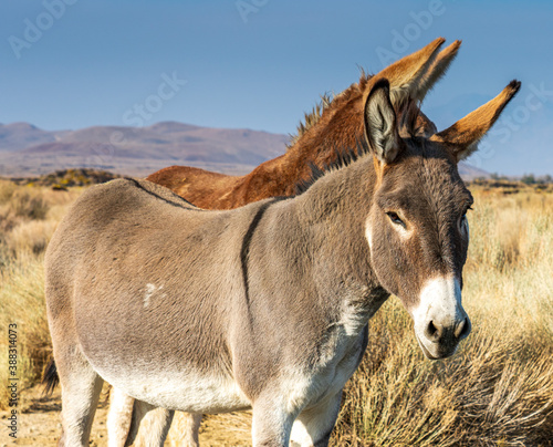 Fotografía Image of a burro, donkey and mule