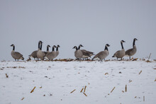 Canada Geese (Branta Canadensis) Feeding In A Snow Covered Corn Field That Has Been Harvested During Migration. Selective Focus, Background Blur And Foreground Blur 
