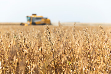 Harvesting combine in the wheat.