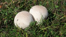 The Common Earth Ball Or Pigskin Poison Puffball Mushroom On A Pasture In Autumn, Scleroderma Citrinum