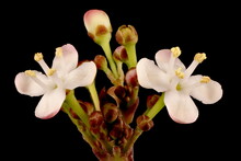 Holly (Ilex Aquifolium). Inflorescence Detail Closeup