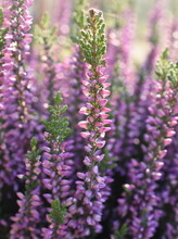 Common Calluna Ling Heather Purple Flowers Background
