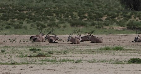 Poster - common antelope Gemsbok, Oryx gazella in Kalahari after rain season with green grass. Kgalagadi Transfrontier Park, South Africa wildlife safari