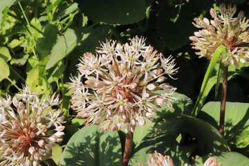 Allium karataviense ornamental onion flower in the organic garden. Allium karataviense is a herbaceous, bulb-forming species. It produces a basal rosette of broad, arching leaves.