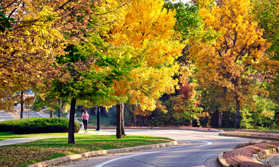 Wall Mural - autumn color along a tree-lined suburban street.