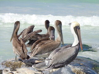 Wall Mural - The beautiful beaches and wildlife of  the Mexican Isla Contoy, Holbox and Cozumel islands in the Gulf of Mexico