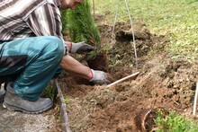 Inserting And Planting Trees In Holes In The Soil In The Garden