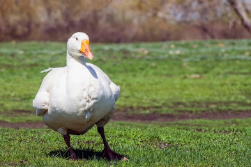 White goose on green grass, in nature, at large. Farming. Organic poultry meat.