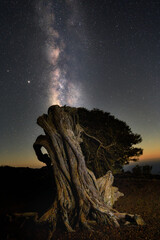 Wall Mural - night scene with milky way and old juniper tree in el hierro island, canary islands, spain. high qua