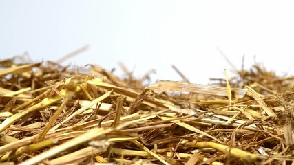 Wall Mural - parallel tracking over a bunch of straw as border, isolated with white background