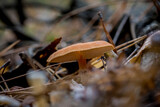 Fototapeta Lawenda - Beautiful closeup(macro) of forest autumn mushrooms. Gathering mushrooms. Mushrooms macro photo. Forest and moss photo close up, forest background. Fall. Fallen leaves and mushrooms.