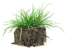 Young Green Grass With Soil Isolated On A White Background. Green Grass With Dirt.