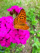© Vali - close up selective focus Open winged shots of a brown Great Spangled Fritillary buttergly  feeding on purple dianthus flower