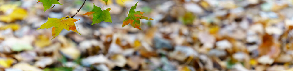 Wall Mural - panoramic view of red maple leaves. panoramic view of maple leaf on colorful background	