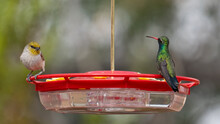 One Male Broad-billed Hummingbird And One Male Verdin Share Space At A Hummingbird Feeder