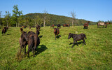 Herd of horses interacting with each other and grazing grass on meadow pasture in wild Beskid Niski mountains area. Hucul pony breed.