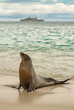 Sea Lion & Cruise Ship Free Stock Photo - Public Domain Pictures