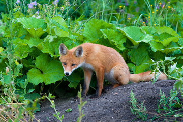 Wall Mural - Red Fox, Vulpes vulpes, beautiful animal at green forest with flowers, in the nature habitat. Slovakia.