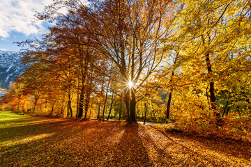  Herbst - Sonne - Bäume - Weg - bunt