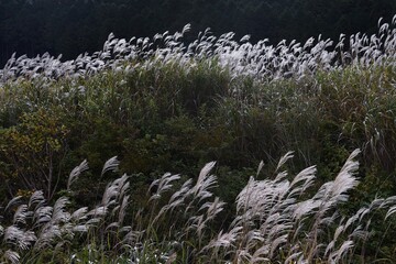 Canvas Print - Sengokubara Susuki Field  is a Japanese pampas grass spot located in Hakone, Kanagawa Prefecture Japan.