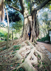 Poster - roots of tree