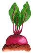 Watercolor beetroot in the ground. Root vegetable with halm is growing in the garden bed, side view illustration