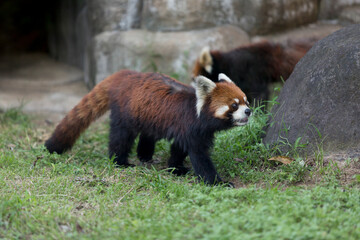 Wall Mural - 天王寺動物園のレッサーパンダ