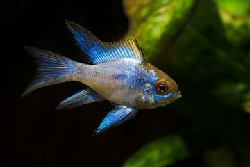 Sticker - Cichlid fish with a blue shiny color.