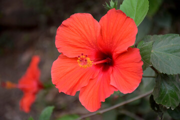 Wall Mural - close-up of hibiscus flowers