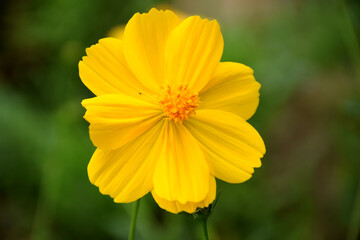 Wall Mural - cosmos caudatus is a yellow flower native to latin america and west indies in trawas, mojokerto, eas