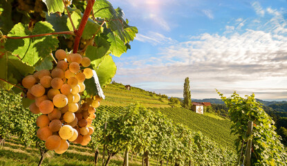 Wall Mural - Vineyards with grapevine and winery along wine road in the evening sun, Italy Tuscany Europe