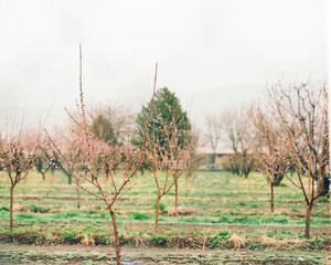 Wall Mural - trees in the field