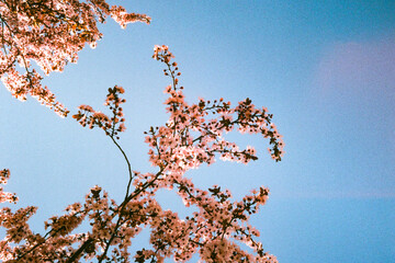 flowers on branches of a tree