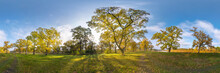 Beautiful Autumn Forest Or Park Of Oak Grove With Clumsy Branches Near River In Gold Autumn. Hdri Panorama With Bright Sun Shining Through The Trees.