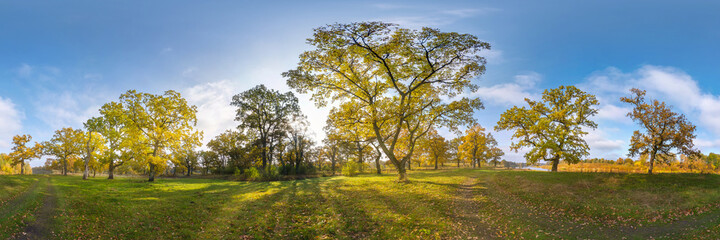 beautiful autumn forest or park of oak grove with clumsy branches near river in gold autumn. hdri pa