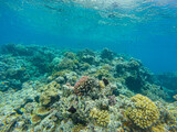 Fototapeta Do akwarium - Great Barrier Reef