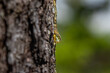 Sticky yellow sap beads up and drips down the side of a pine tree trunk