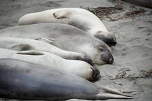 Four Sleeping California Elephant Seals