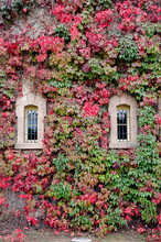 Wall With Windows Covered With Colored Ivy