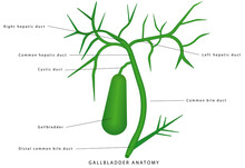 Gallbladder Anatomy. Human Gallbladder On White Background, Gallbladder Connection To The Bile Ducts. Extrahepatic Bile Passages. Extrahepatic Biliary Apparatus , Components And Applied Aspects.