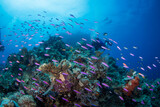 Fototapeta Do akwarium - Healthy colorful corals and fish on the reef