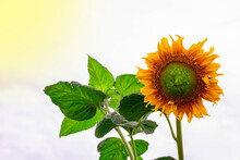 Beautiful Yellow Sunflower And Green Leaves On White Background And Fair Light.