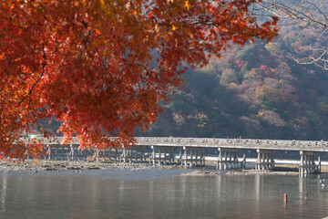 Canvas Print - 紅葉と渡月橋